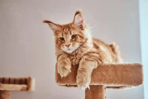 Manfaat Taurine untuk Kesehatan Kucing taurine untuk kucing