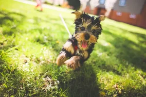 Cara Mengukur Umur Anjing dengan Mudah umur anjing